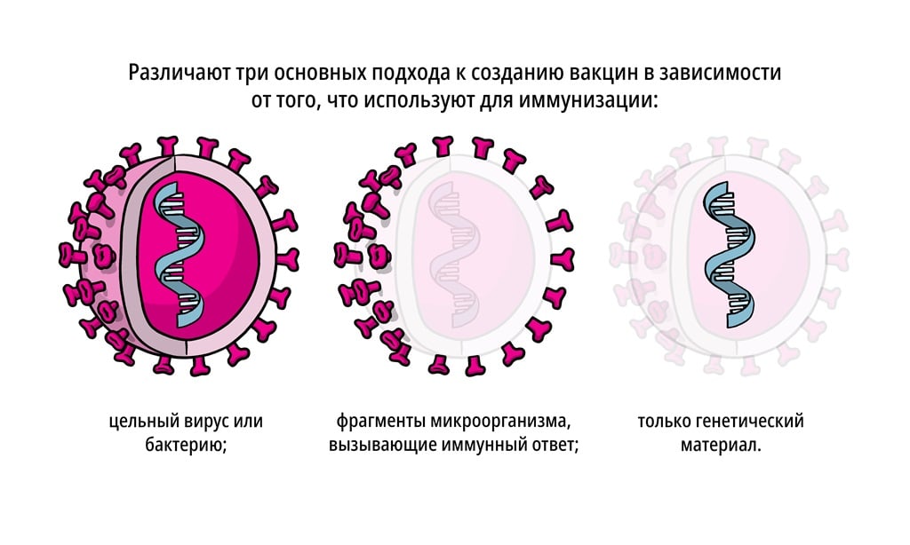 Различают три основных подхода к созданию вакцин в зависимости от того, что используют для иммунизации